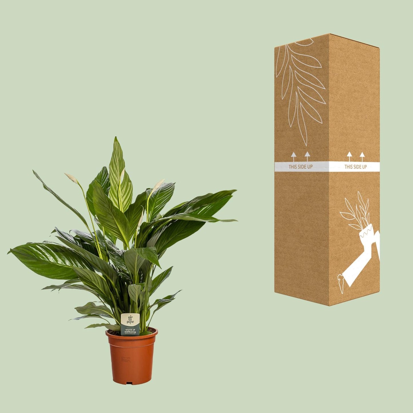 Spathiphyllum Bingo Cupido – Pflegeleichte Friedenslilie Ø19cm