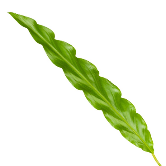 Calathea Bluegrass – Pflegeleichte Zimmerpflanze 35 cm