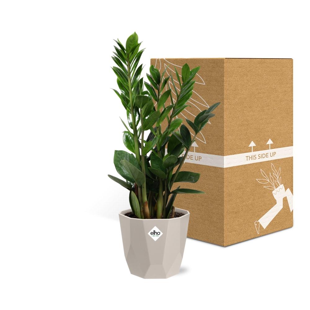 Zamioculcas (ZZ-Pflanze) im ELHO b.for rock Übertopf 14 cm, warm grey