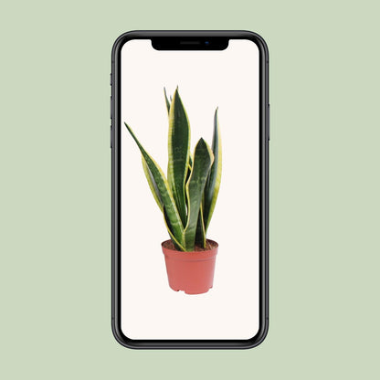 Sansevieria Black Superba – Pflegeleichte Zimmerpflanze Ø14cm