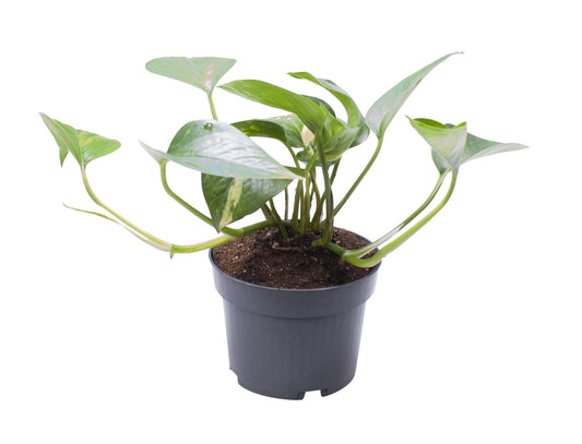 Epipremnum Pinnatum Aureum – pflegeleichte Zimmerpflanze Ø10cm