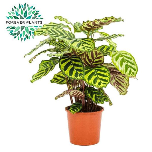 Calathea Makoyana – Pfauenpflanze Ø17cm, 55cm hoch