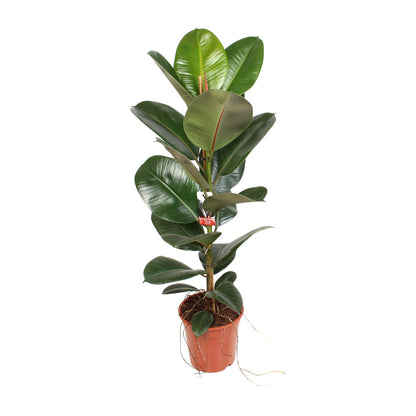 Ficus Elastica Robusta – Pflegeleichte Zimmerpflanze Ø21 cm
