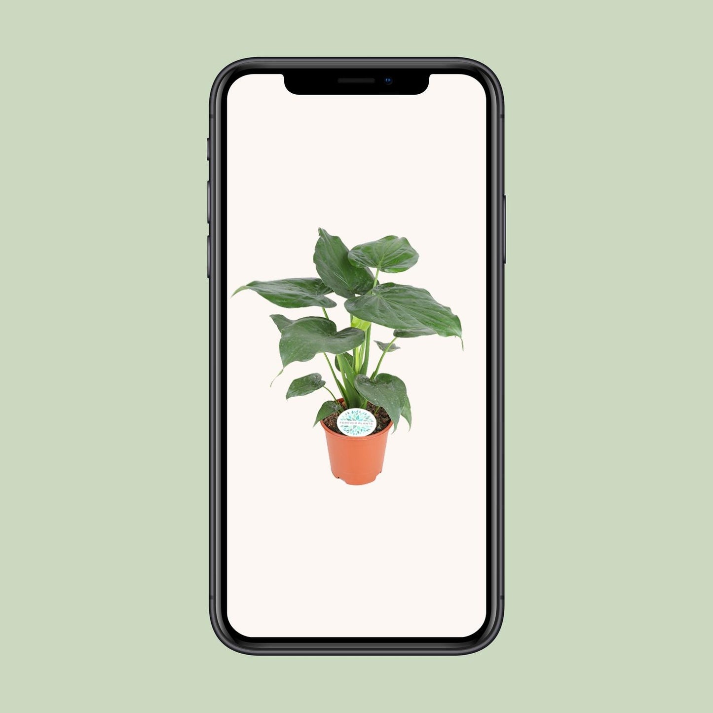 Alocasia Cucullata – Pflegeleichte Zimmerpflanze Ø21cm