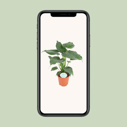 Alocasia Cucullata – Pflegeleichte Zimmerpflanze Ø21cm