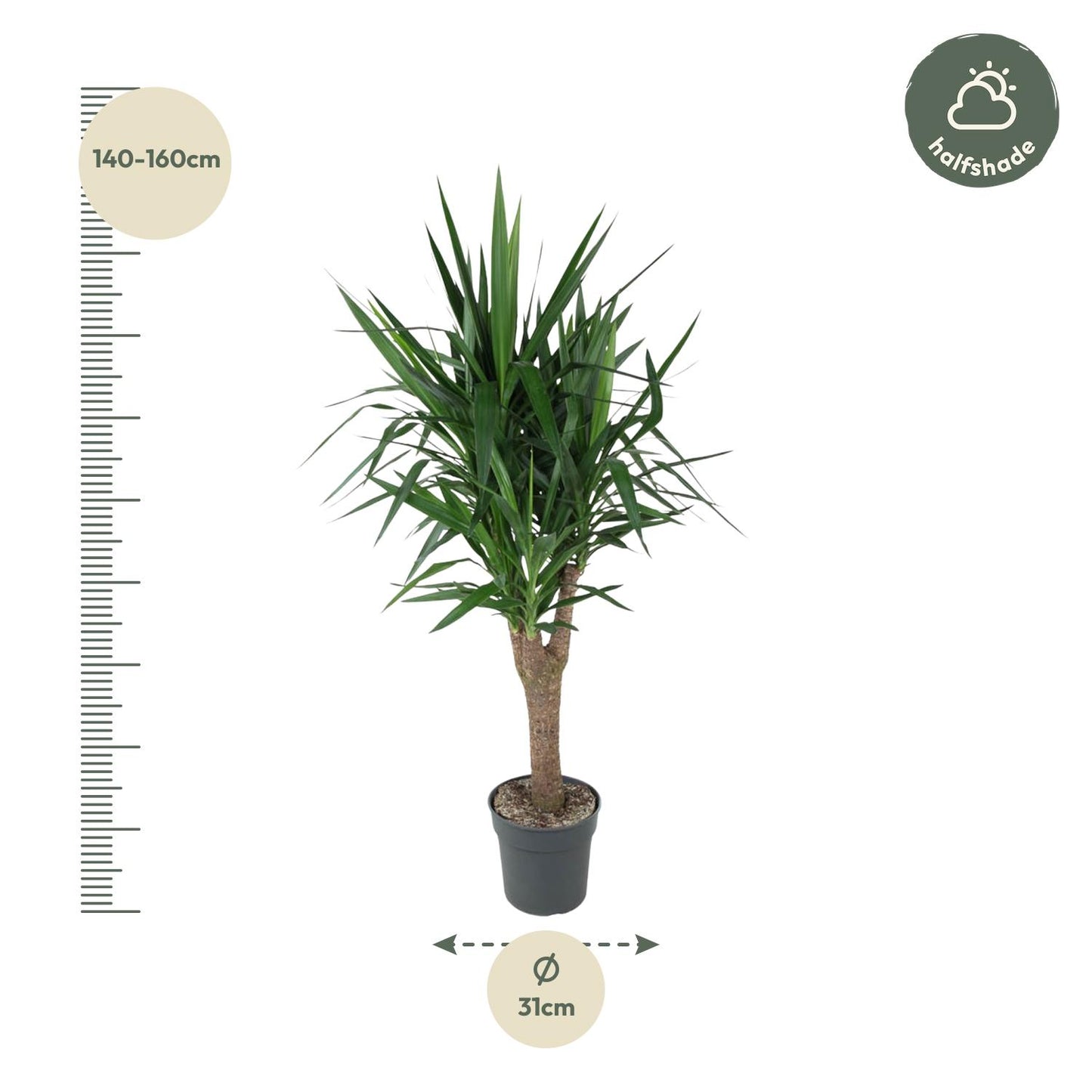 Yucca Elephantipes vertakt – 150 cm – Ø 31 cm
