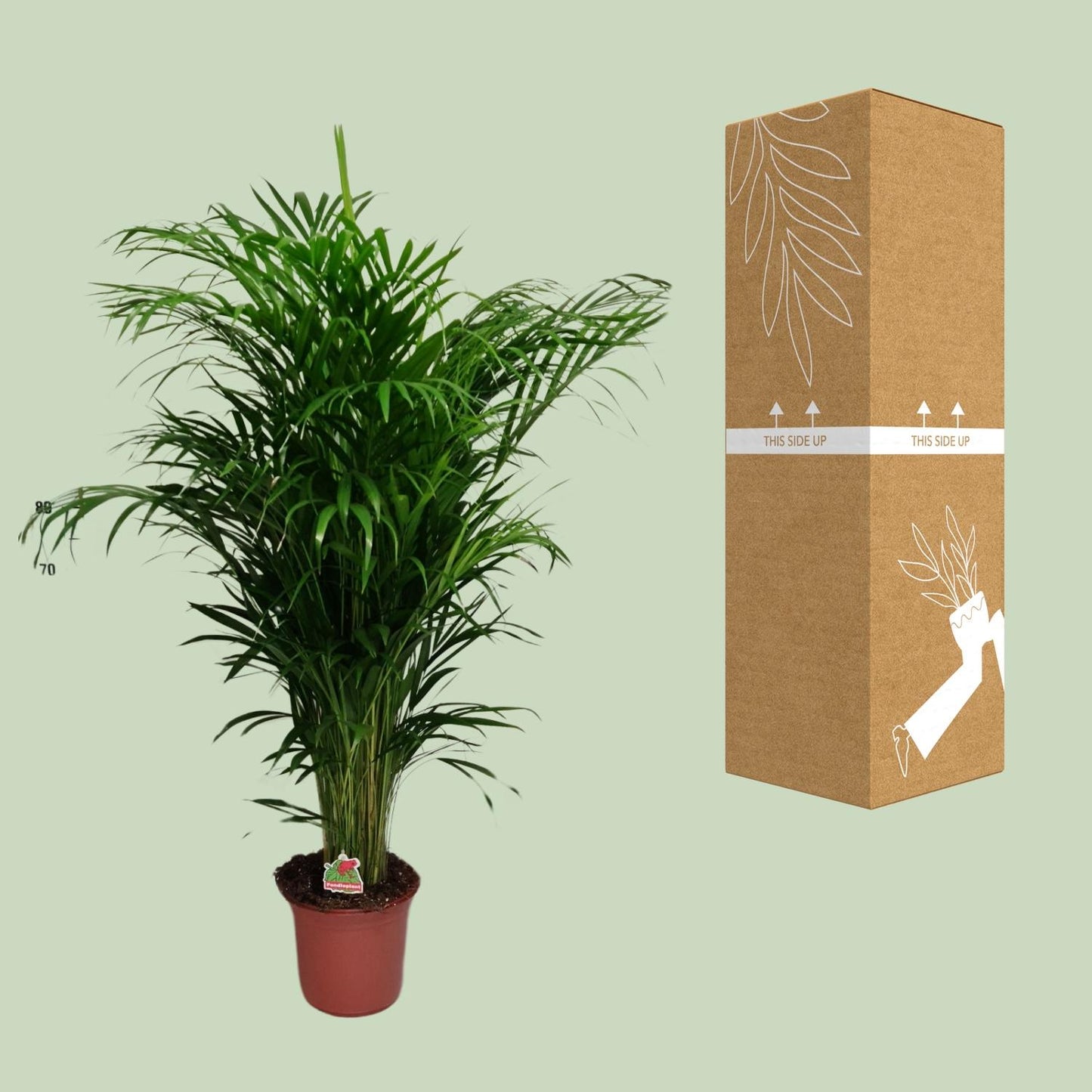 Dypsis Lutescens – Elegante Zimmerpalme Ø24cm, 125cm hoch