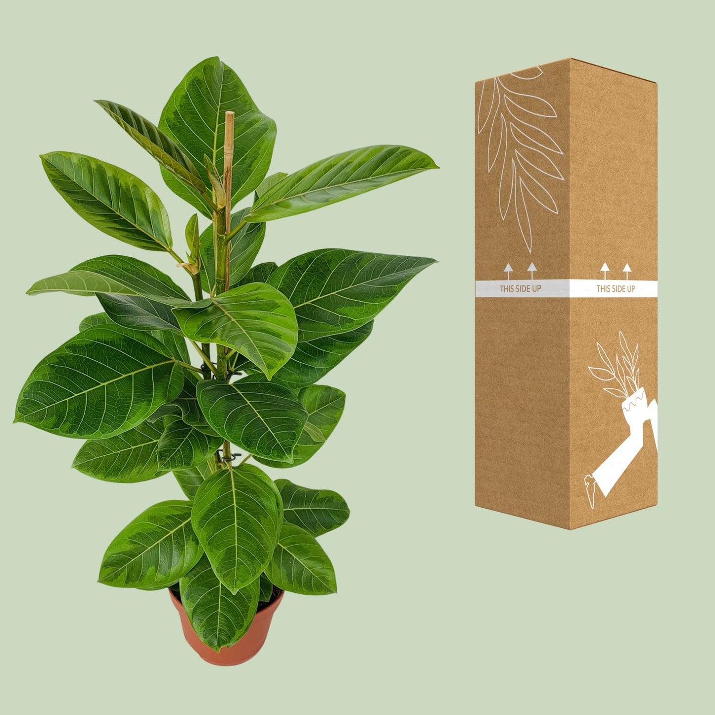 Ficus Altissima – Pflegeleichter Feigenbaum Ø21cm, 95cm hoch