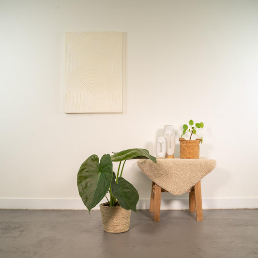 Alocasia Wentii Ø19cm mit dekorativem Korb Selin
