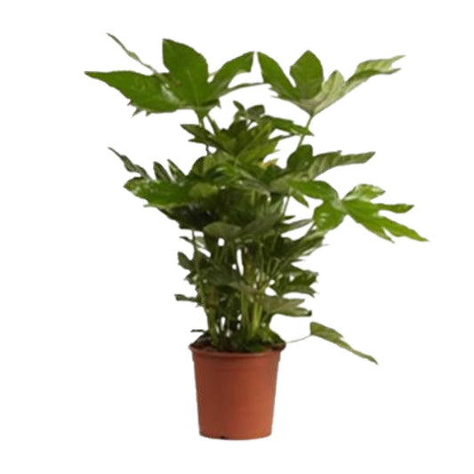 Zimmeraralie (Fatsia Japonica) – Pflegeleichte Trendpflanze