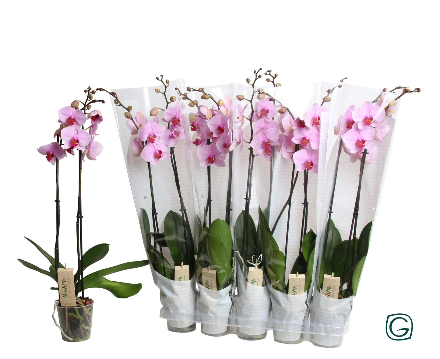 Phalaenopsis Orchidee Pink im Happy Sleeve Weiß Ø12cm