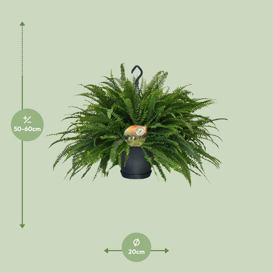 Boston-Farn Nephrolepis Green Lady Ø20cm, ca. 60cm hoch