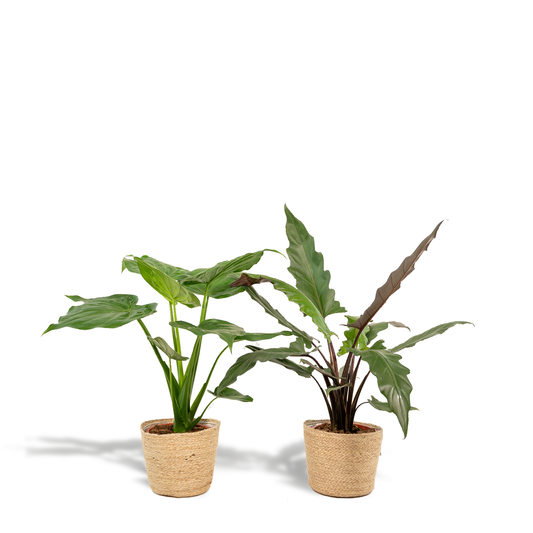Alocasia Cucullata & Lauterbachiana im Selin Korb Ø19cm