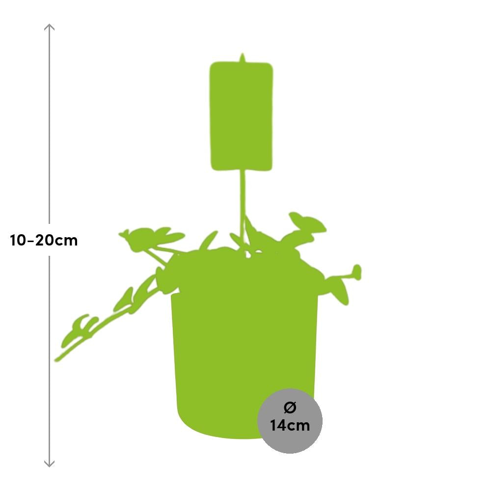 Peperomia ‘Hope’ in ELHO b.for soft rond 14cm brique