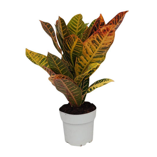 Kroton 'Petra' – Buntblatt Zimmerpflanze Ø17cm, 45cm hoch