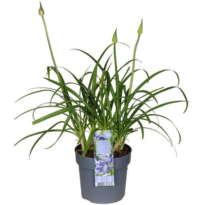 Schmucklilie 'Ever Sapphire' – Blühende Garten- und Balkonpflanze Ø19cm