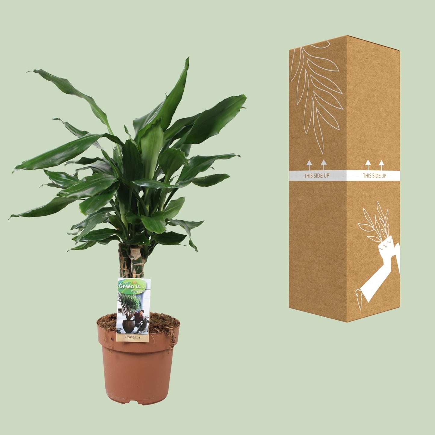Drachenbaum Steudneri Green – 55 cm pflegeleicht & robust