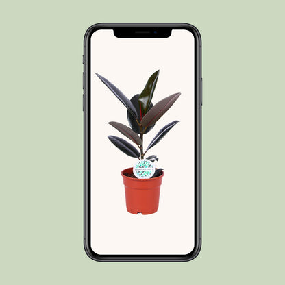 Ficus Elastica Abidjan – Pflegeleichter Gummibaum Ø17cm
