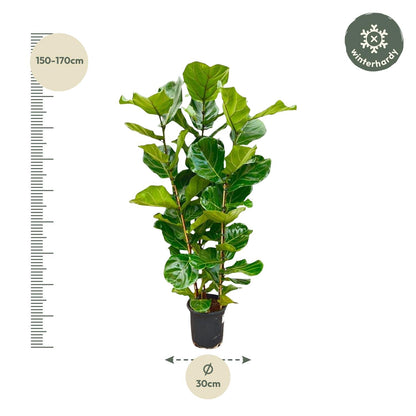 Ficus Lyrata (Geigenfeige) – 155 cm, Ø 27 cm, pflegeleicht