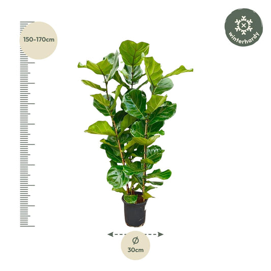 Ficus Lyrata (Geigenfeige) – 155 cm, Ø 27 cm, pflegeleicht