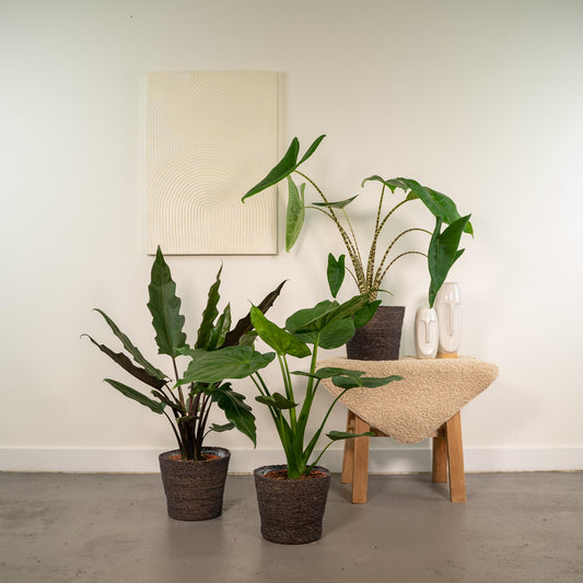 Alokasie Trio – Zebrina, Cucullata & Lauterbachiana Ø19cm