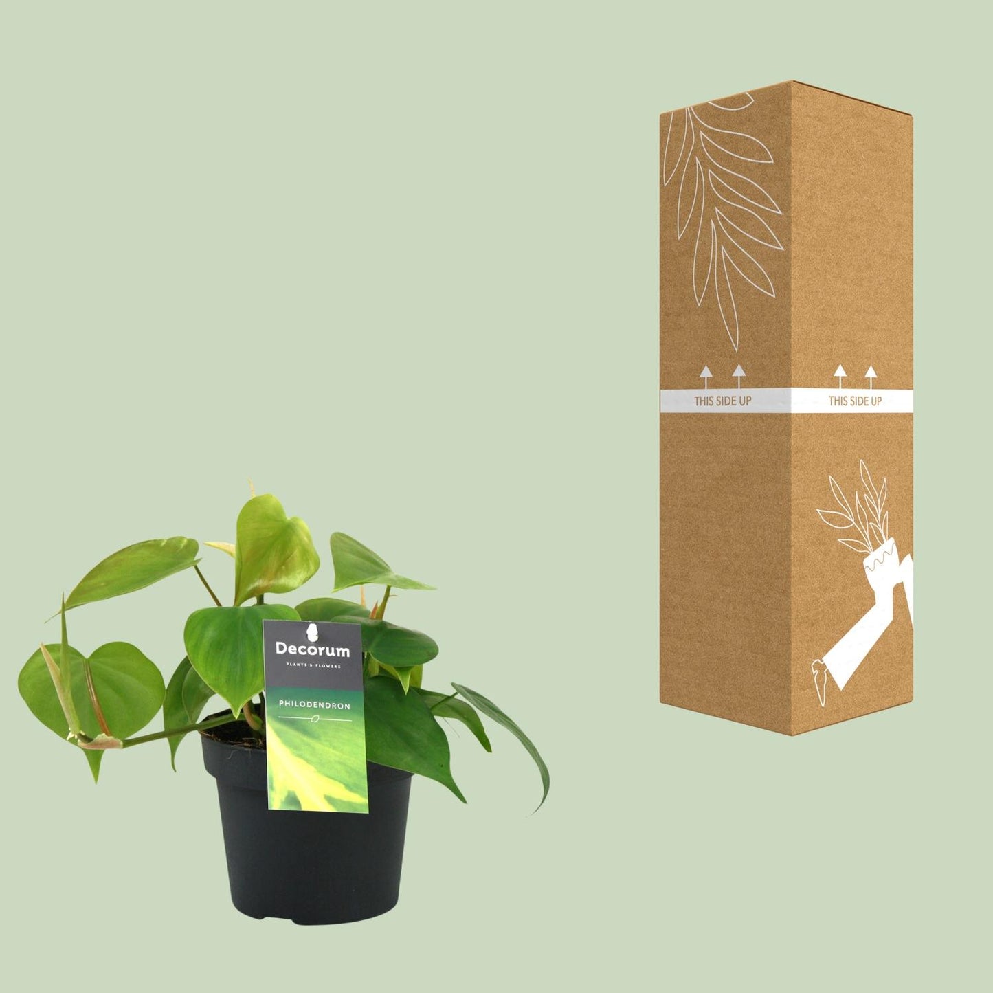 Herzblatt-Philodendron – pflegeleichte Kletterpflanze Ø12cm