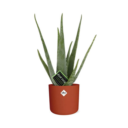 Aloe Vera 12cm im ELHO b.for soft rond 14cm Brique