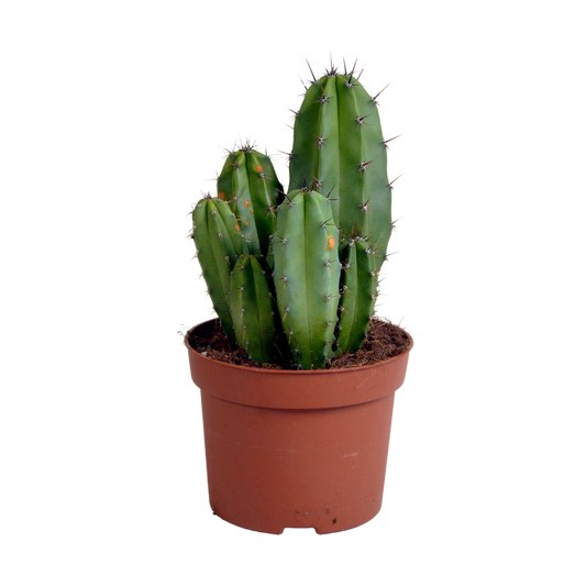 Polaskia Chula Säulenkaktus 12 cm – Pflegeleicht & Exotisch