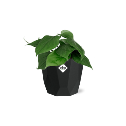 Philodendron Scandens – Pflegeleichte luftreinigende Zimmerpflanze 14cm