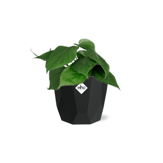 Philodendron Scandens – Pflegeleichte luftreinigende Zimmerpflanze 14cm