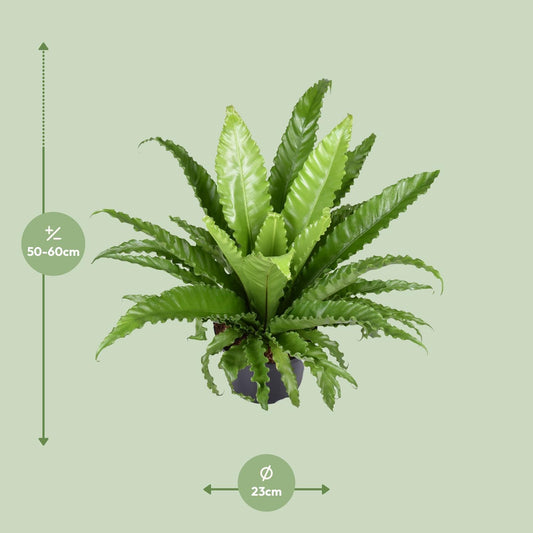 Asplenium Antiquum Osaka – Pflegeleichter Zimmerfarn Ø23cm