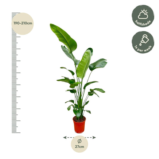Strelitzia Nicolai – Weißer Paradiesvogel 180-190 cm