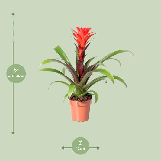 Guzmania Rockyflower Hope – Pflegeleichte Tropische Zimmerpflanze Ø12cm