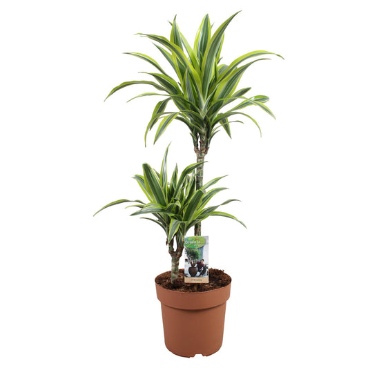 Drachenbaum Lemon Lime – 90 cm pflegeleichte Zimmerpflanze