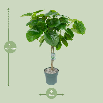 Ficus Umbellata Geflochten – 120 cm pflegeleichte Zimmerpflanze