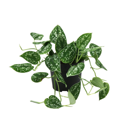 Scindapsus Pictus Argyraeus – Pflegeleichte Zimmerpflanze Ø12cm
