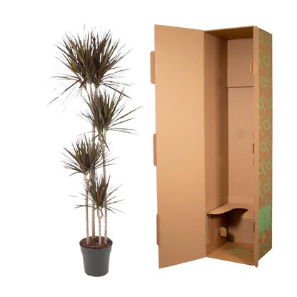 Dracaena Magenta – Tropische Zimmerpflanze 180 cm