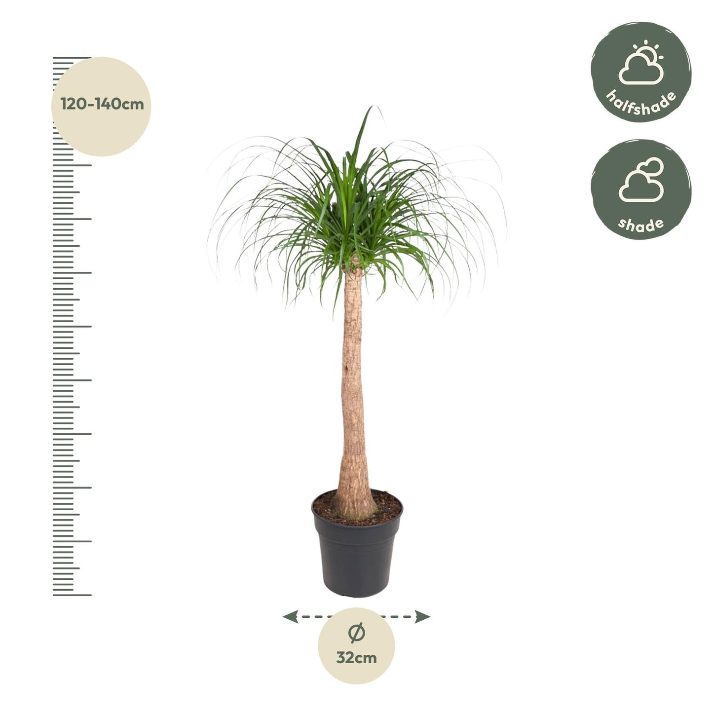 Beaucarnea Stamm – 120 cm – pflegeleichte Zimmerpflanze