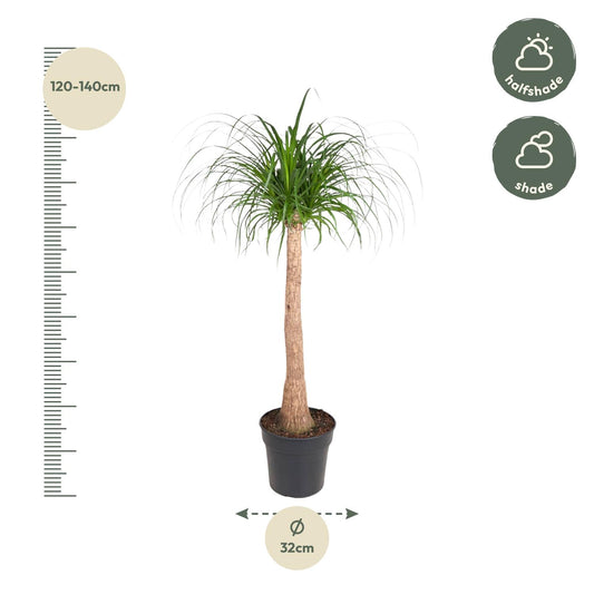 Beaucarnea Stamm – 120 cm – pflegeleichte Zimmerpflanze