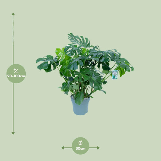 Monstera Deliciosa – Tropische, pflegeleichte Zimmerpflanze Ø30cm
