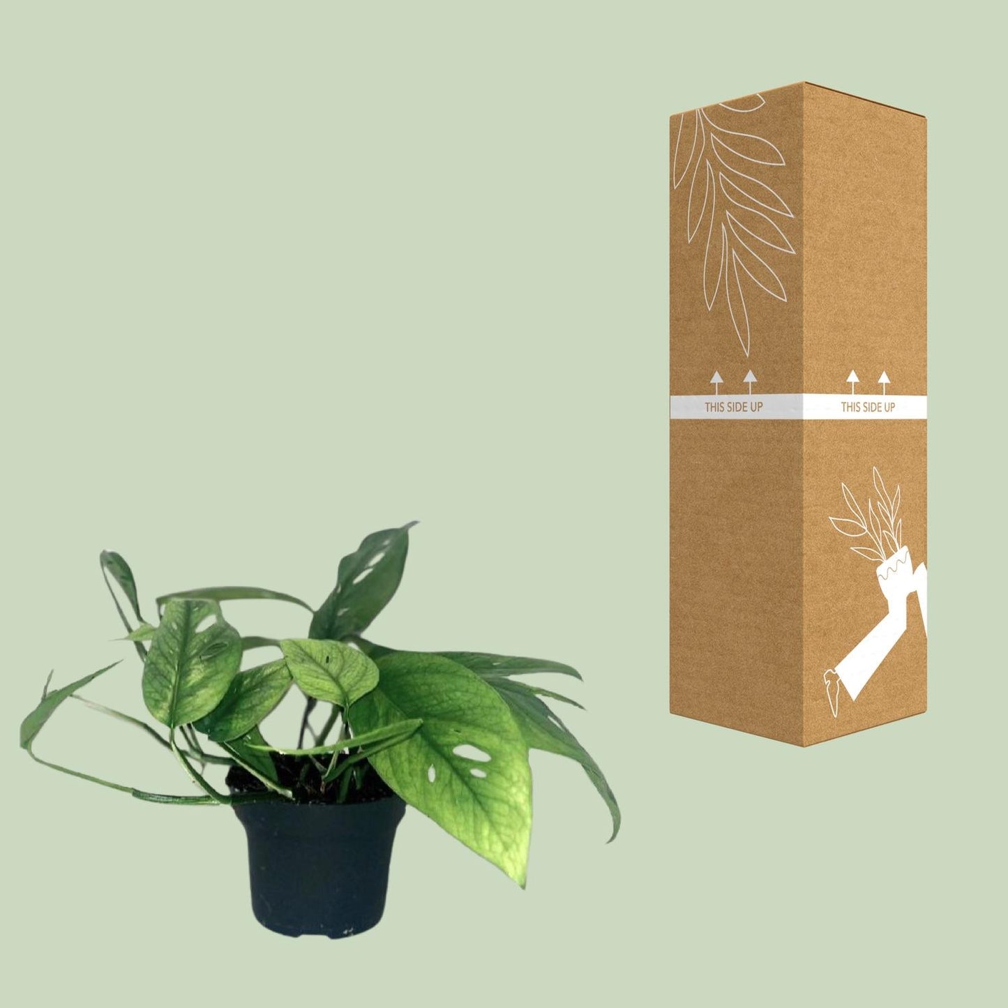 Epipremnum 'Cebu Blue' – Pflegeleichte Zimmerpflanze Ø12cm