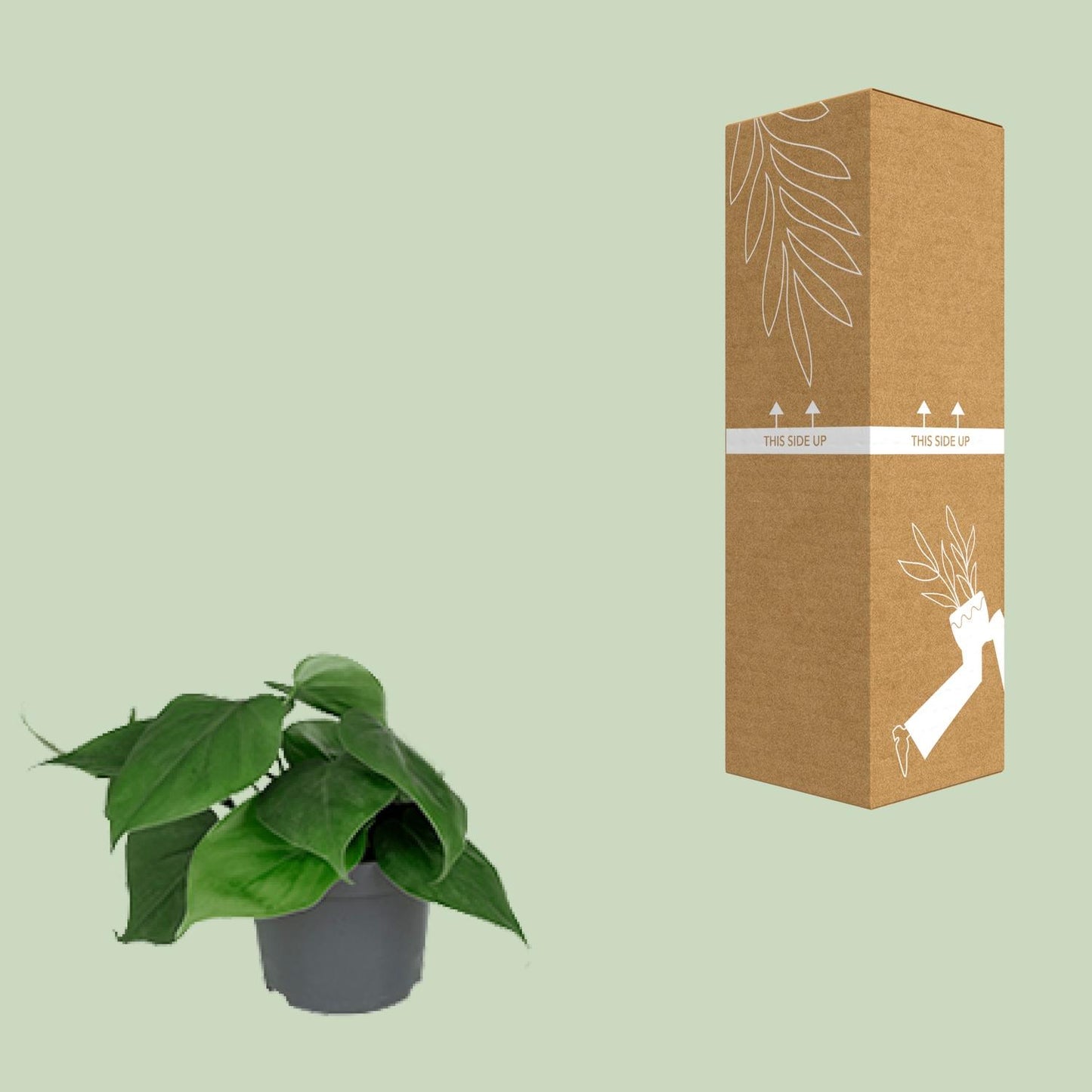 Philodendron Scandens – Pflegeleichte Zimmerpflanze Ø12cm
