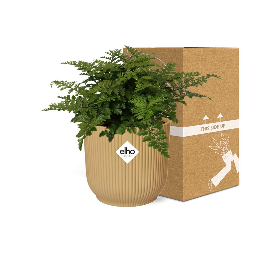 Asplenium Parvati – Pflegeleichte luftreinigende Zimmerpflanze im ELHO Vibes Fold Topf 14cm Gelb