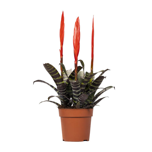 Vriesea Era Toef – Pflegeleichte Bromelie 45 cm