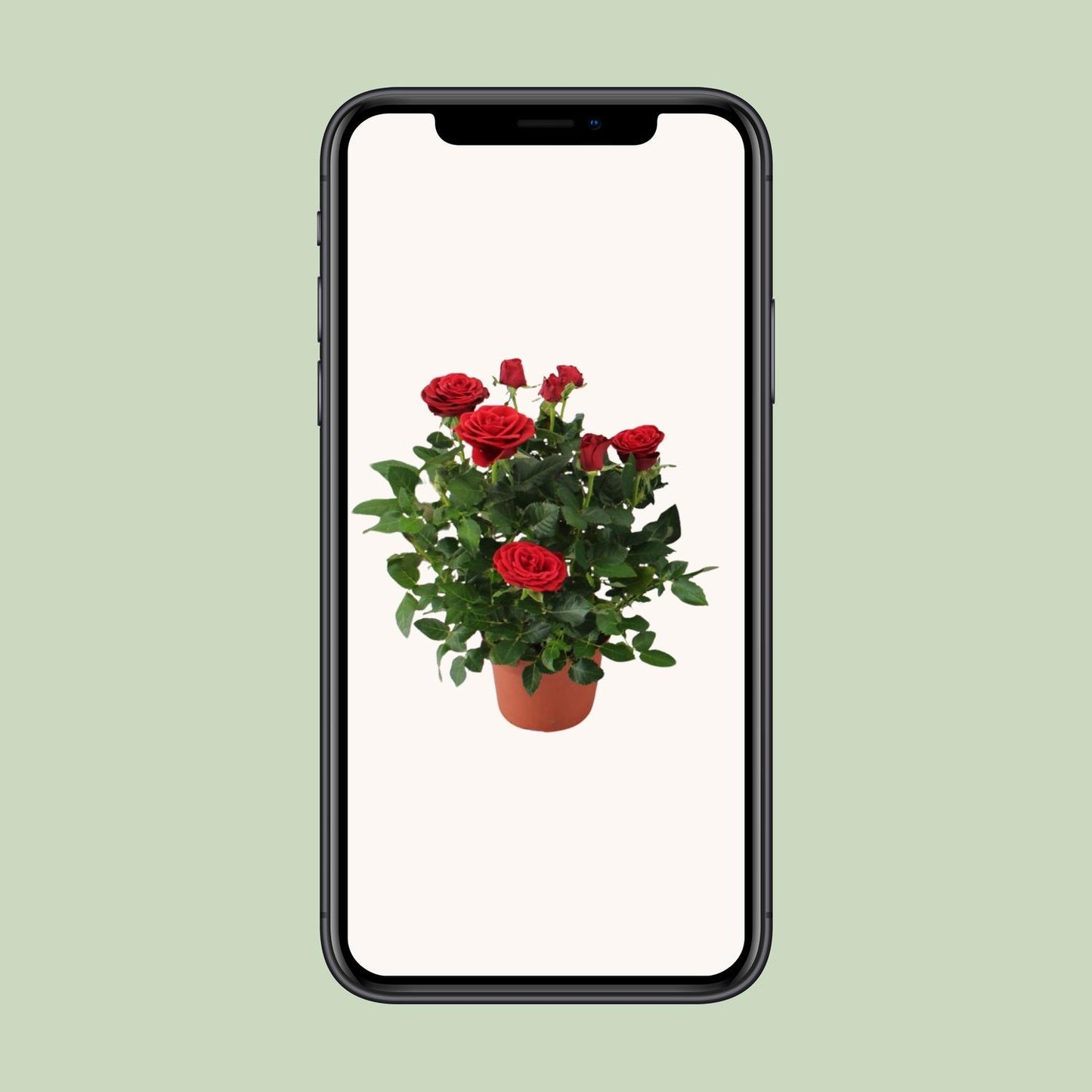 Rosa Red Topfrose Ø12cm, Höhe 29cm – Pflegeleicht & Schön