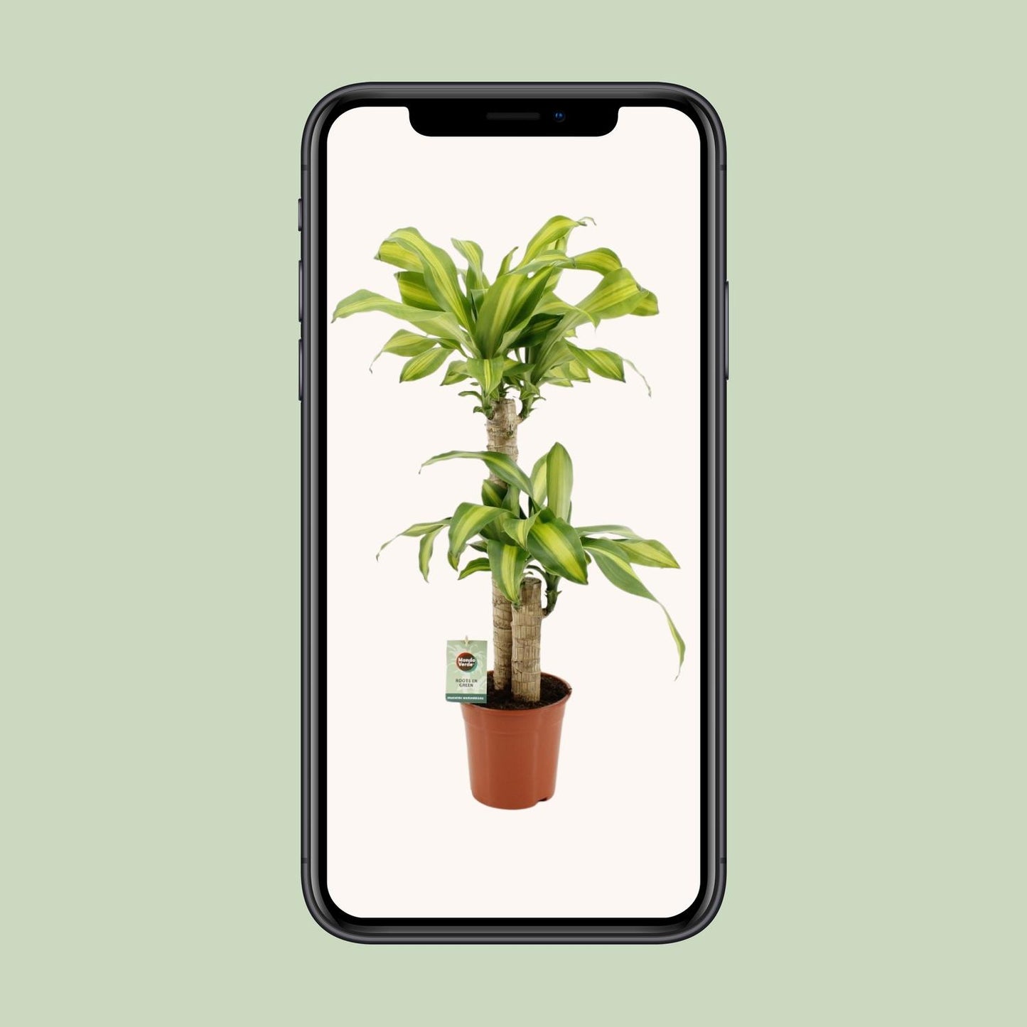 Dracaena Fragrans Massangeana – pflegeleichte Zimmerpflanze Ø19cm