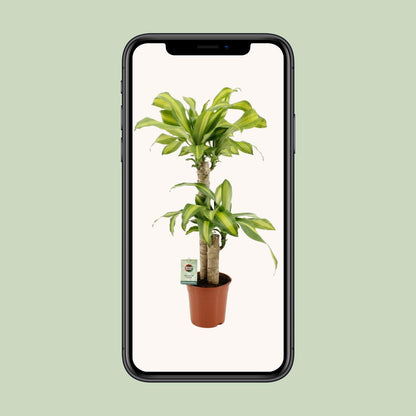 Dracaena Fragrans Massangeana – pflegeleichte Zimmerpflanze Ø19cm