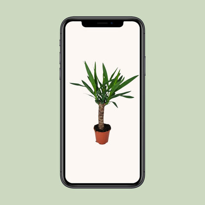 Yucca Zimmerpflanze – Ø14cm Topf, ca. 60cm hoch