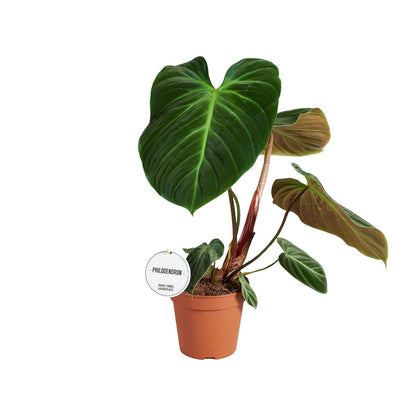 Philodendron El Choco Red – pflegeleichte Zimmerpflanze Ø15cm