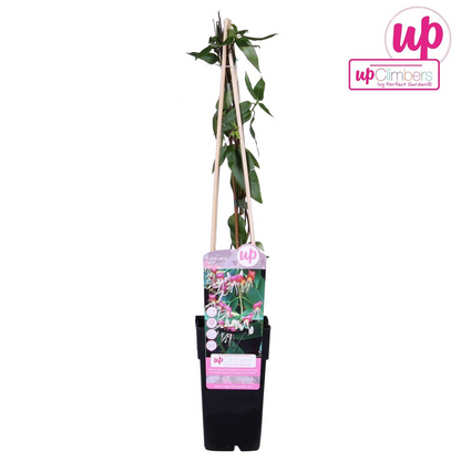 Lonicera henryi – Immergrünes Kletter-Geißblatt Ø15cm